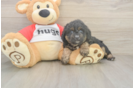 Sweet Mini Aussiedoodle Baby