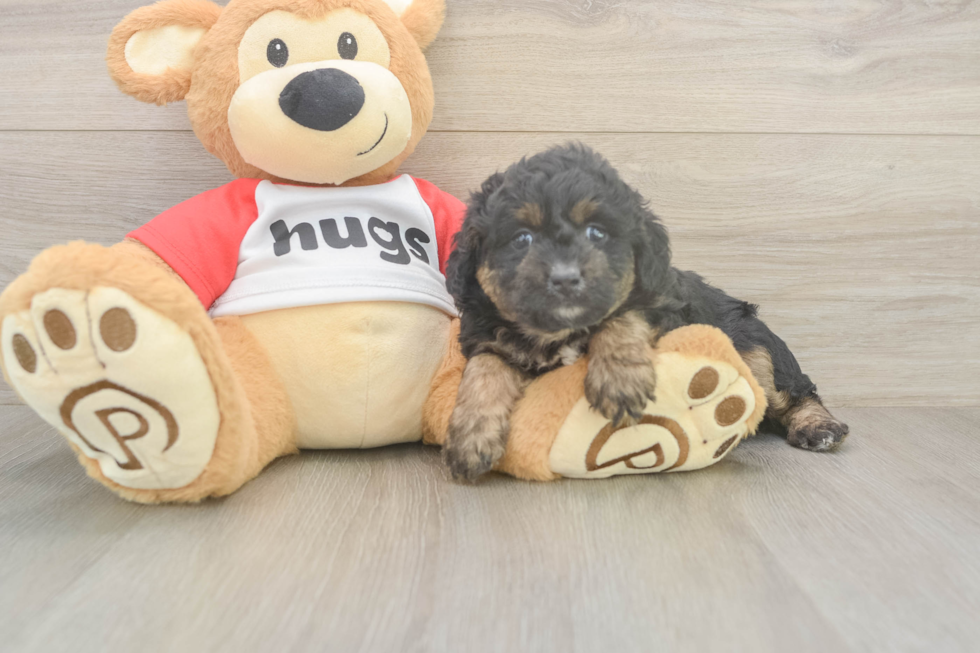 Sweet Mini Aussiedoodle Baby