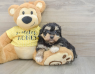 9 week old Mini Aussiedoodle Puppy For Sale - Pilesgrove Pups