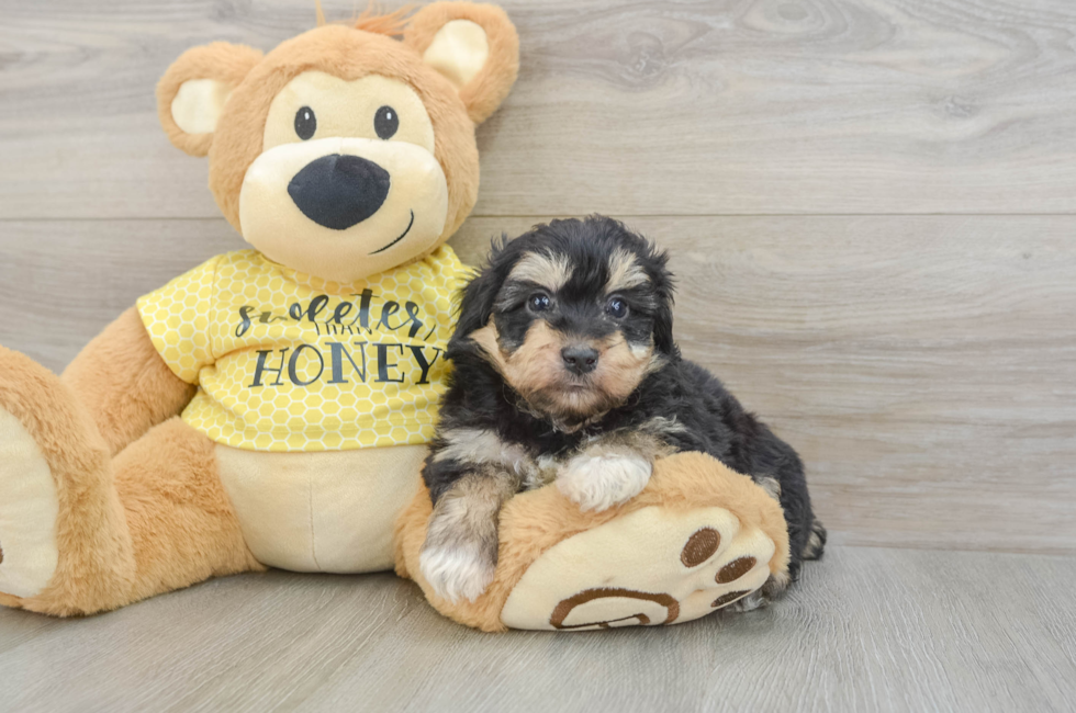 6 week old Mini Aussiedoodle Puppy For Sale - Pilesgrove Pups