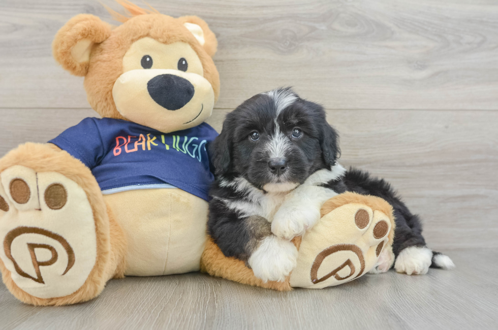 5 week old Mini Aussiedoodle Puppy For Sale - Pilesgrove Pups