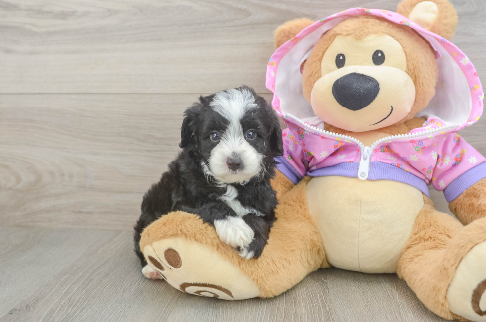 5 week old Mini Aussiedoodle Puppy For Sale - Pilesgrove Pups