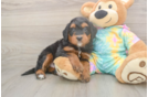 Friendly Mini Aussiedoodle Baby