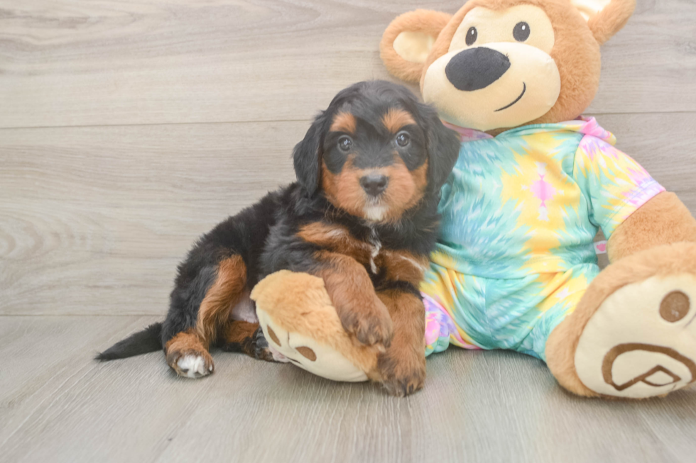 Friendly Mini Aussiedoodle Baby