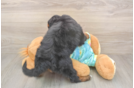 Friendly Mini Aussiedoodle Baby