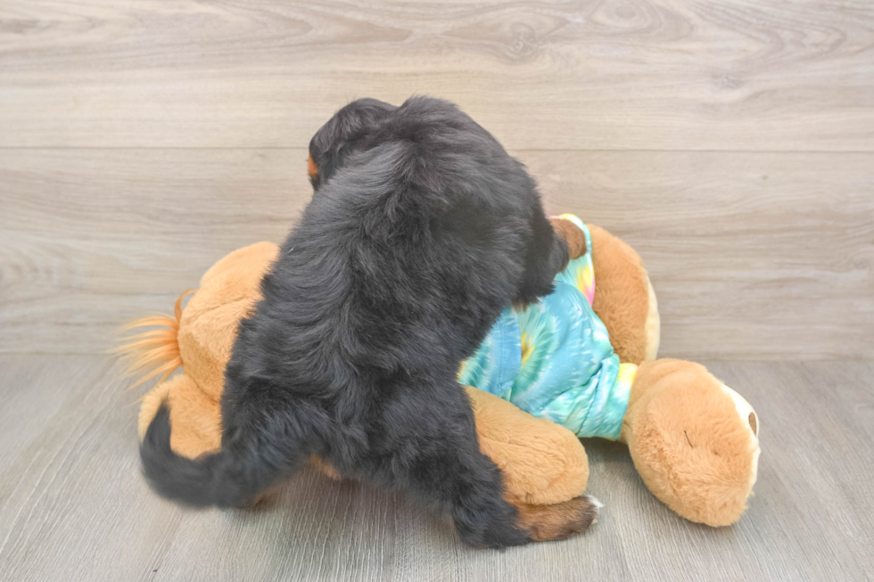 Friendly Mini Aussiedoodle Baby