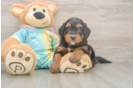 Mini Aussiedoodle Pup Being Cute
