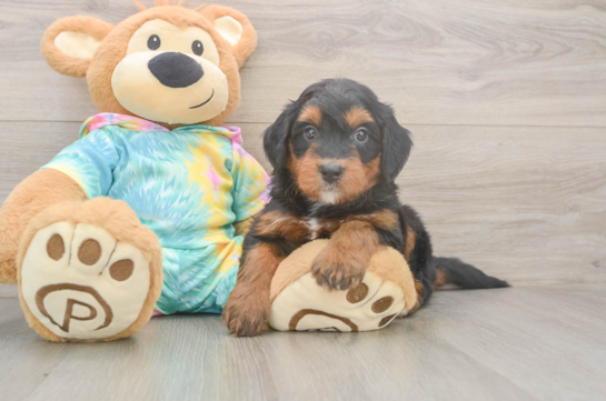 Mini Aussiedoodle Pup Being Cute