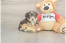 Smart Mini Aussiedoodle Poodle Mix Pup