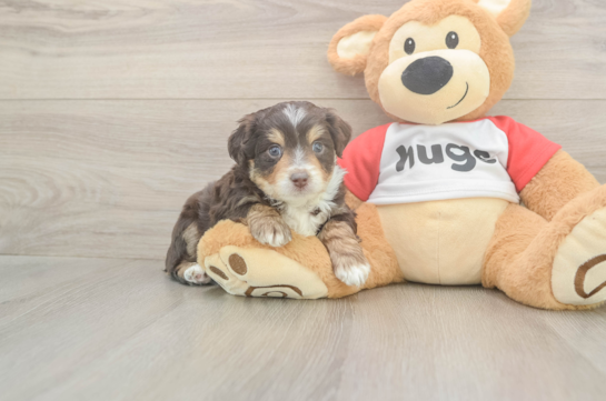 Smart Mini Aussiedoodle Poodle Mix Pup