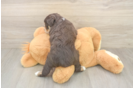 Mini Aussiedoodle Puppy for Adoption
