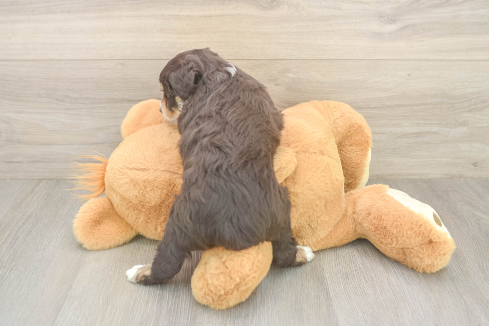 Mini Aussiedoodle Puppy for Adoption