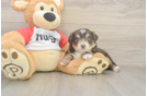 Funny Mini Aussiedoodle Poodle Mix Pup