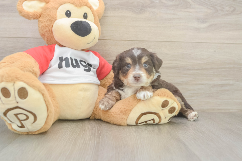 Funny Mini Aussiedoodle Poodle Mix Pup