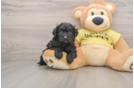 Popular Mini Aussiedoodle Poodle Mix Pup