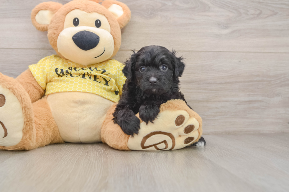 Funny Mini Aussiedoodle Poodle Mix Pup
