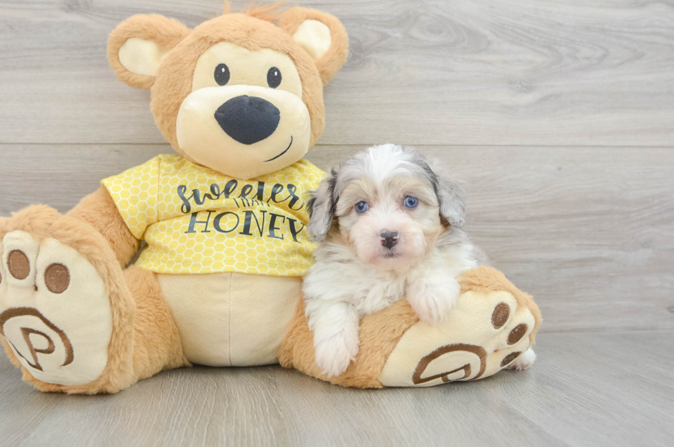 6 week old Mini Aussiedoodle Puppy For Sale - Pilesgrove Pups