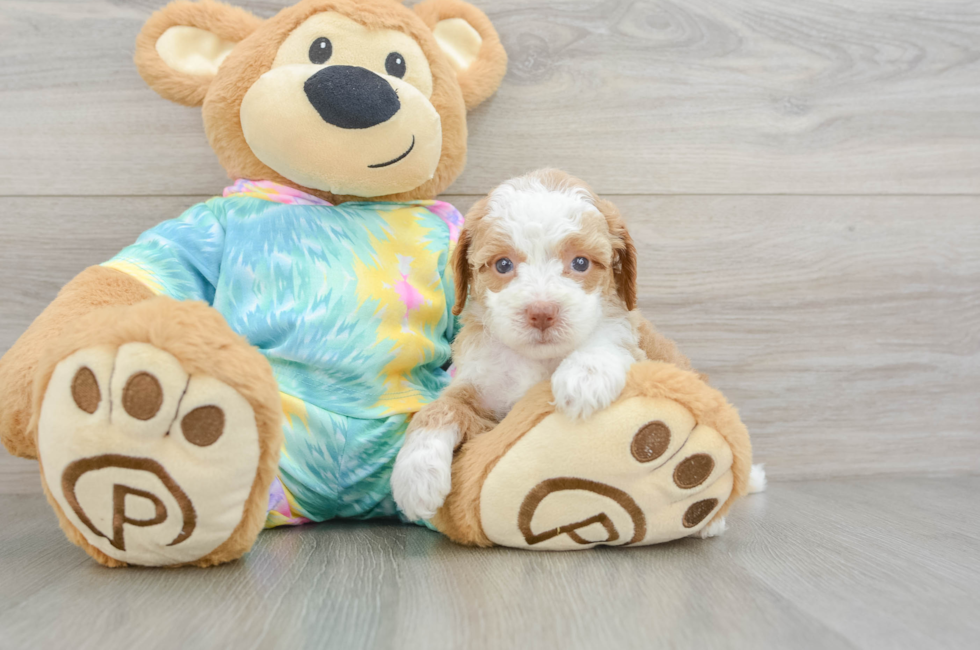 5 week old Mini Aussiedoodle Puppy For Sale - Pilesgrove Pups