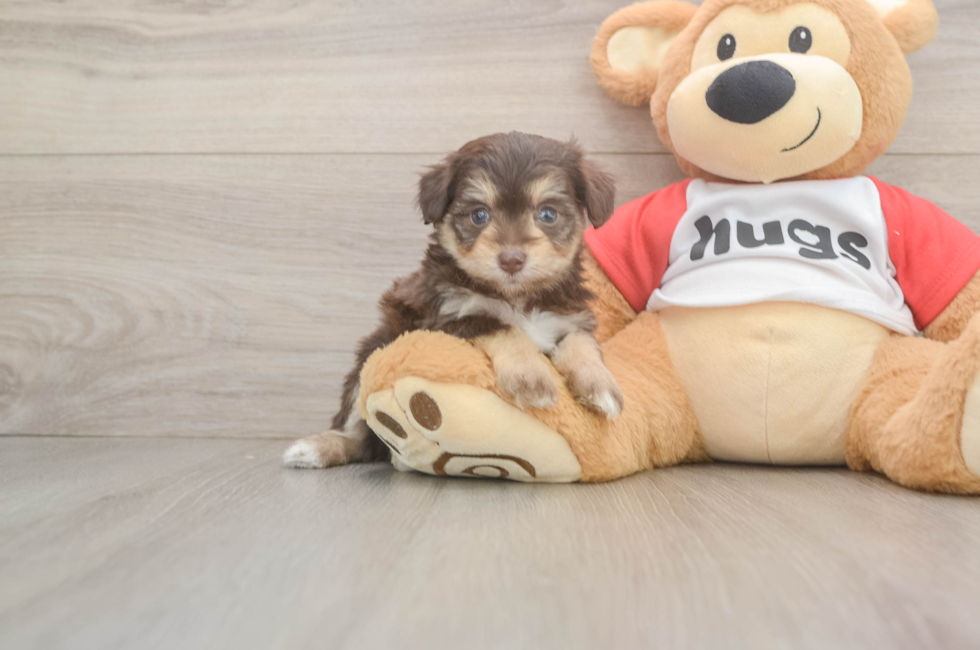 5 week old Mini Aussiedoodle Puppy For Sale - Pilesgrove Pups