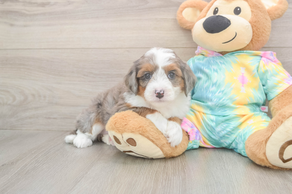5 week old Mini Aussiedoodle Puppy For Sale - Pilesgrove Pups