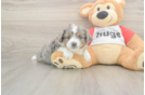 Mini Aussiedoodle Pup Being Cute