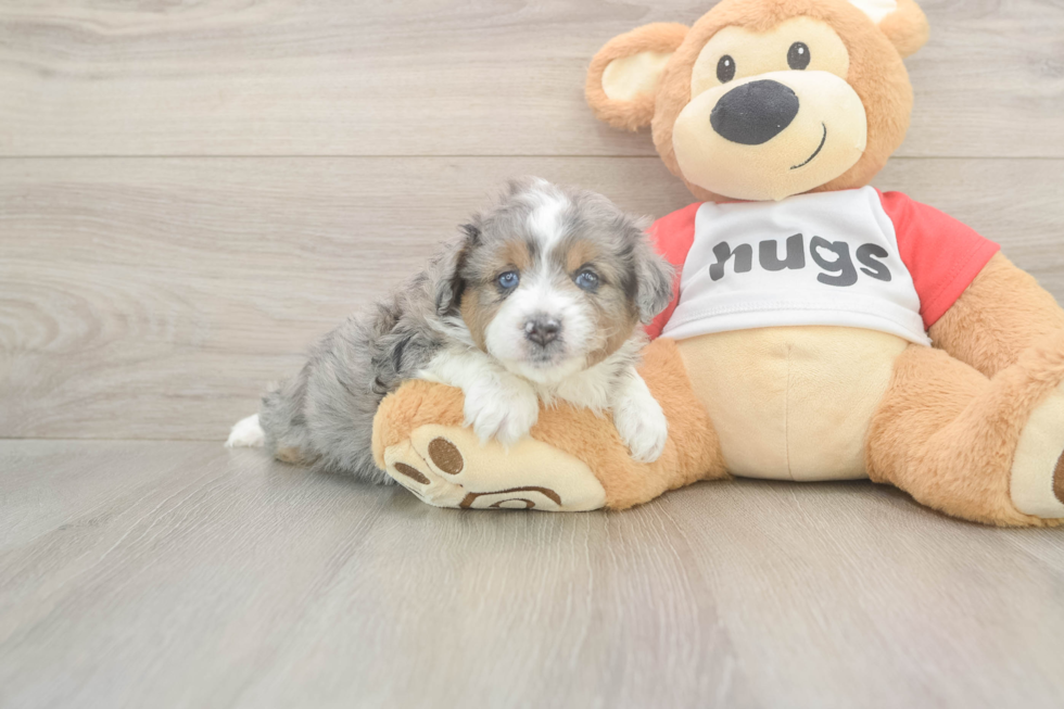 Mini Aussiedoodle Pup Being Cute