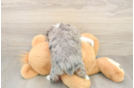 Funny Mini Aussiedoodle Poodle Mix Pup