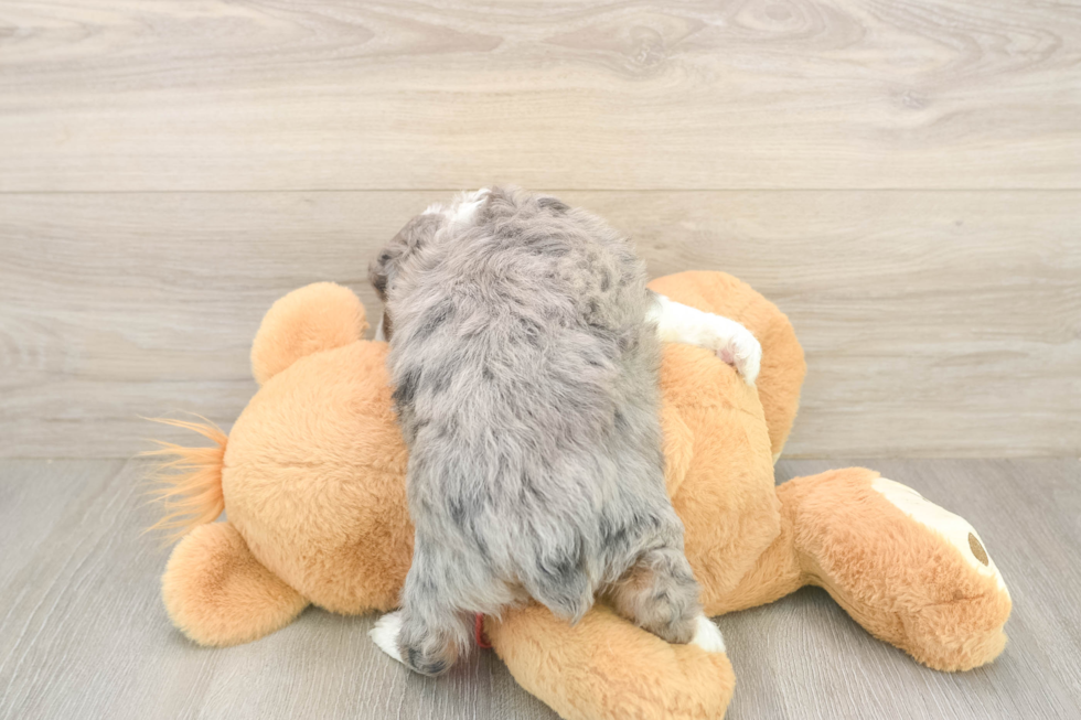 Funny Mini Aussiedoodle Poodle Mix Pup