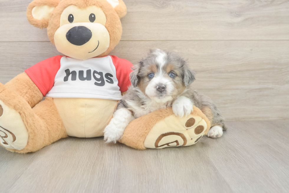 Best Mini Aussiedoodle Baby