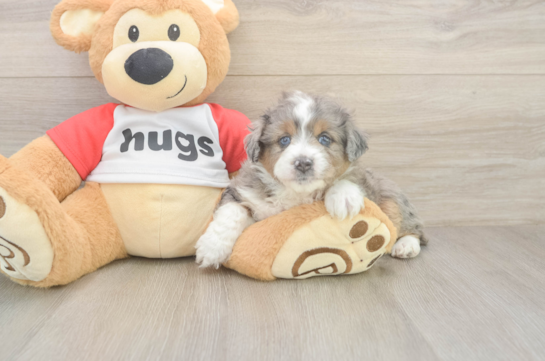 Best Mini Aussiedoodle Baby