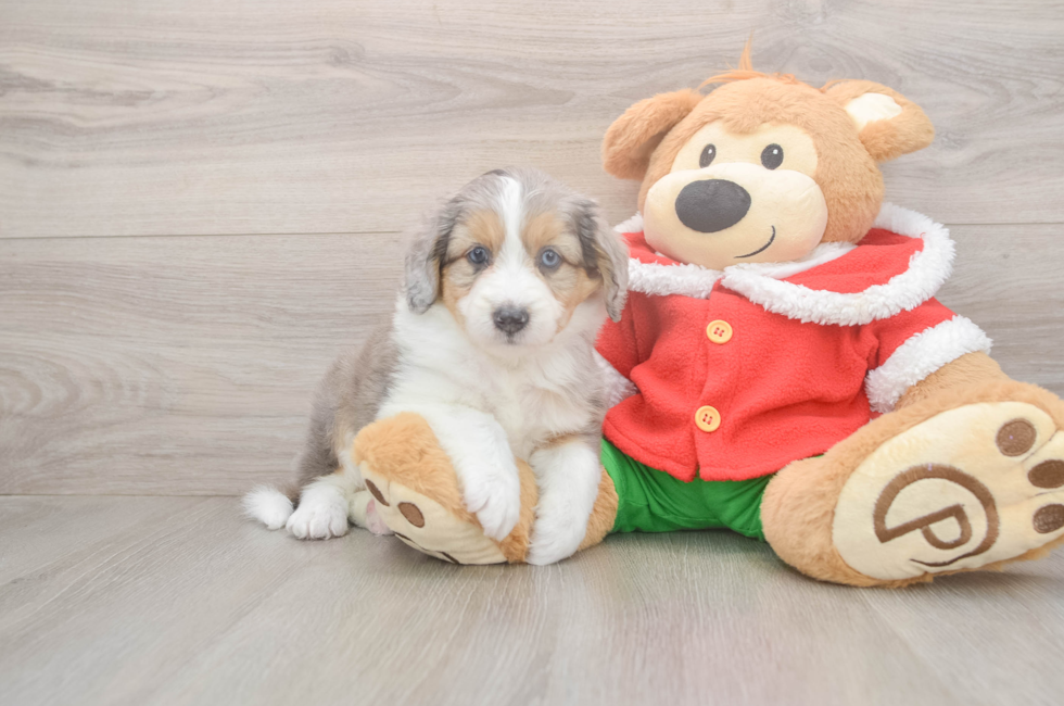 5 week old Mini Aussiedoodle Puppy For Sale - Pilesgrove Pups