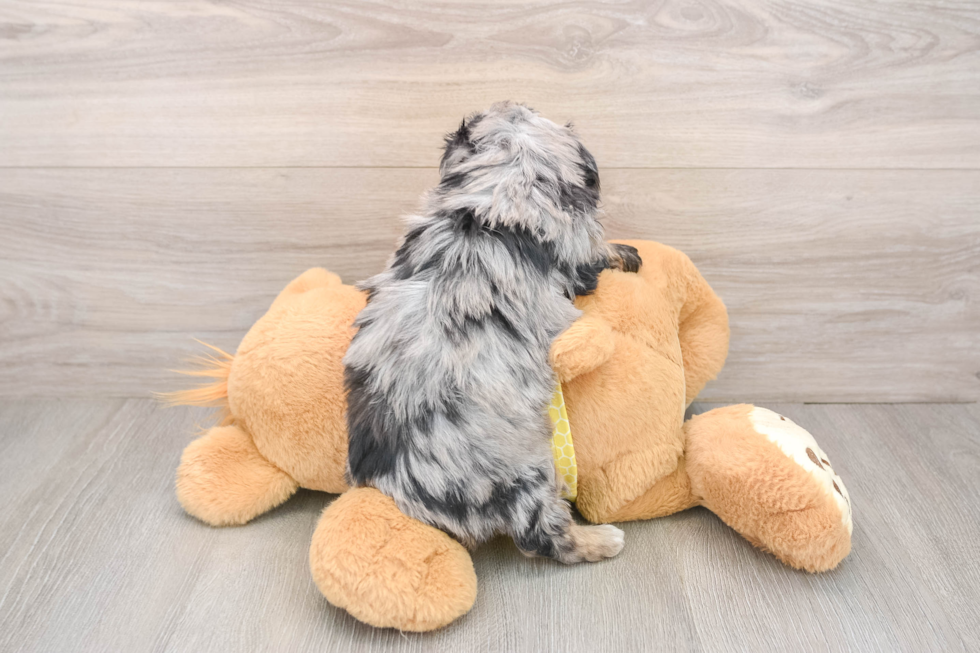 Little Mini Aussiepoo Poodle Mix Puppy