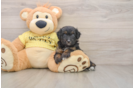 Petite Mini Aussiedoodle Poodle Mix Pup