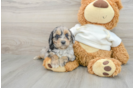 Mini Aussiedoodle Pup Being Cute