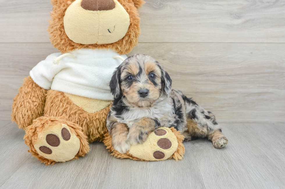 7 week old Mini Aussiedoodle Puppy For Sale - Pilesgrove Pups