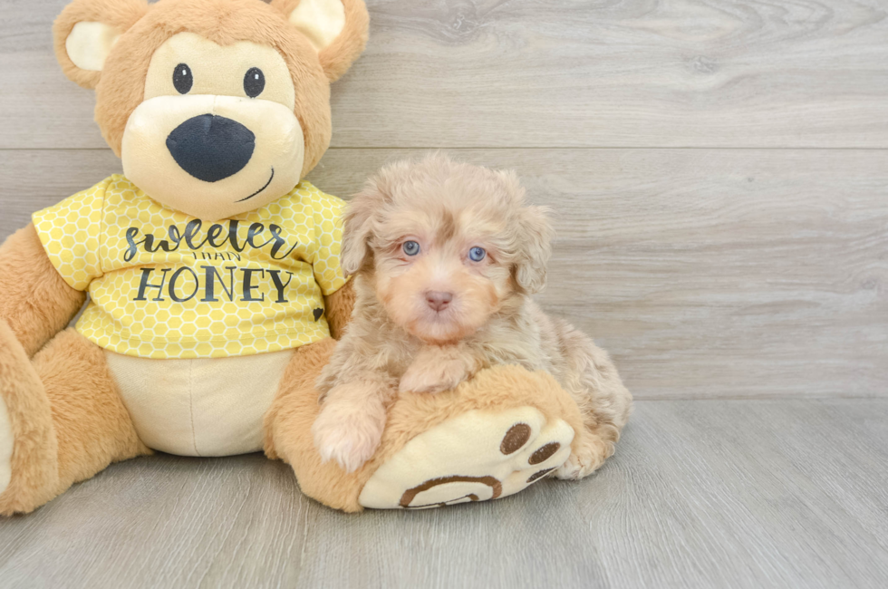 6 week old Mini Aussiedoodle Puppy For Sale - Pilesgrove Pups