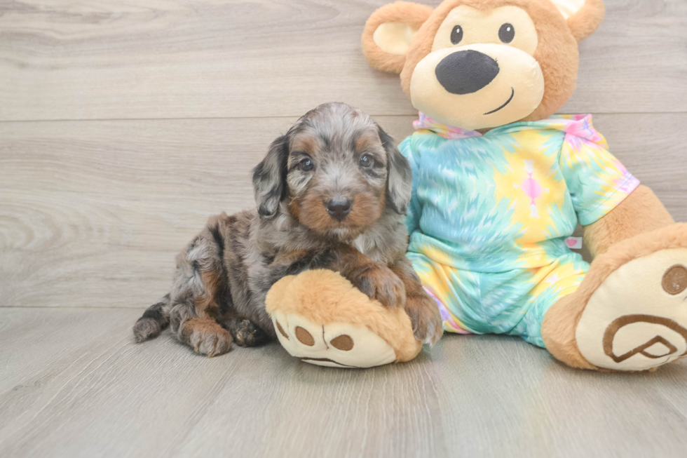 Energetic Aussie Poo Poodle Mix Puppy