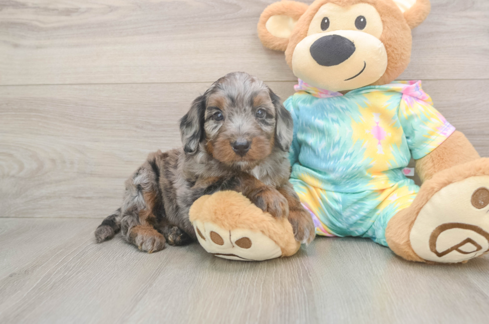 5 week old Mini Aussiedoodle Puppy For Sale - Pilesgrove Pups