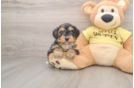 Adorable Mini Australian Shepherd X Poodle Mix Poodle Mix Puppy