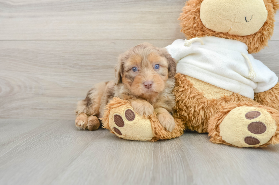 7 week old Mini Aussiedoodle Puppy For Sale - Pilesgrove Pups