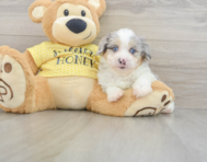 9 week old Mini Aussiedoodle Puppy For Sale - Pilesgrove Pups