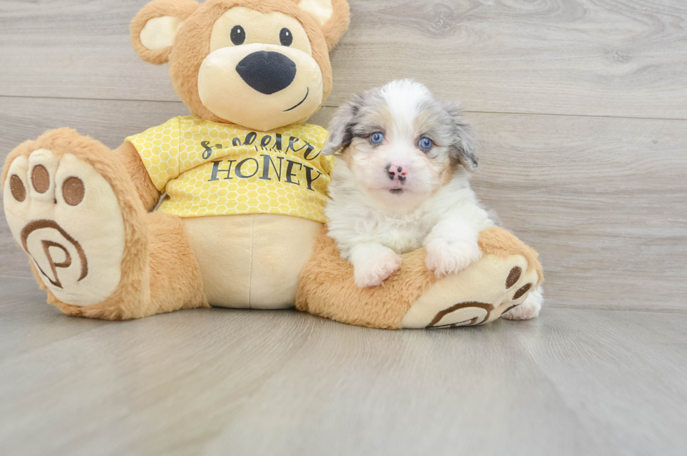 6 week old Mini Aussiedoodle Puppy For Sale - Pilesgrove Pups