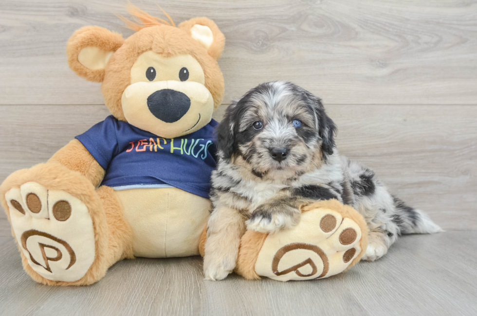 5 week old Mini Aussiedoodle Puppy For Sale - Pilesgrove Pups
