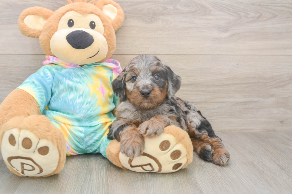 5 week old Mini Aussiedoodle Puppy For Sale - Pilesgrove Pups