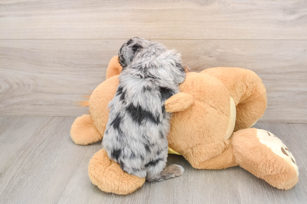 Fluffy Mini Aussiedoodle Poodle Mix Pup