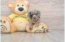 Small Mini Aussiedoodle Baby