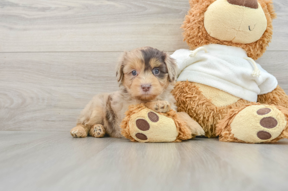 6 week old Mini Aussiedoodle Puppy For Sale - Pilesgrove Pups