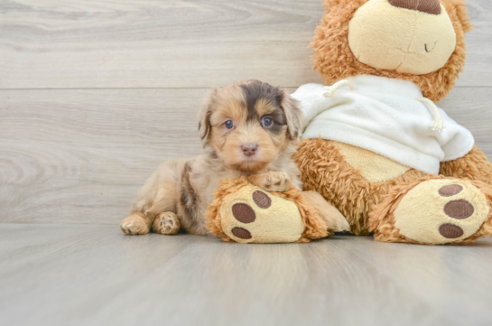 Best Mini Aussiedoodle Baby