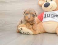 9 week old Mini Aussiedoodle Puppy For Sale - Pilesgrove Pups