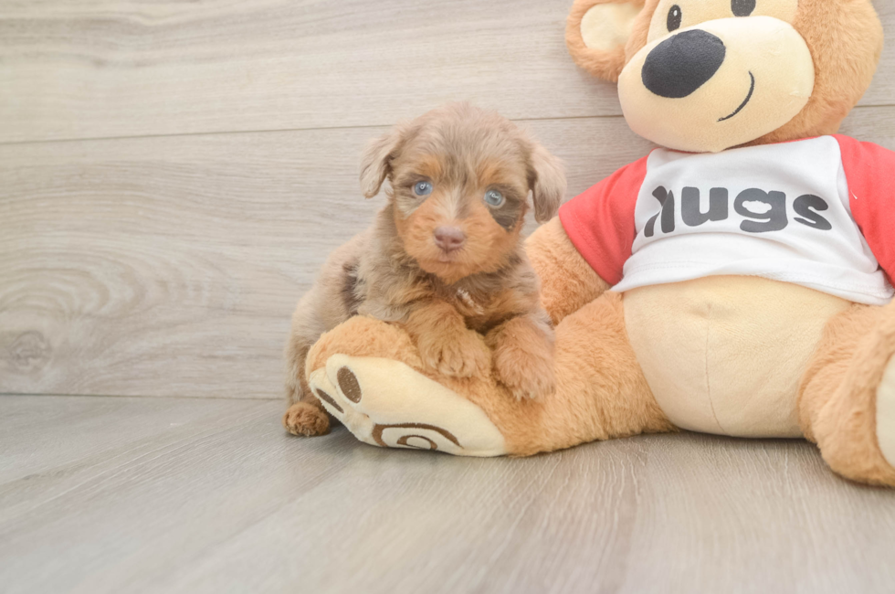 5 week old Mini Aussiedoodle Puppy For Sale - Pilesgrove Pups